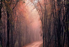 台北餐厅独特窗帘设计提升用餐体验